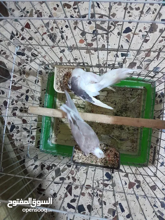جوز كوكتيل وايت فيس