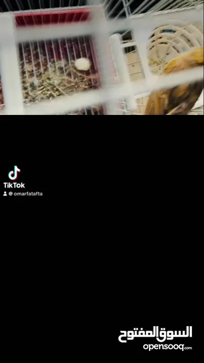 عصافير كنار
