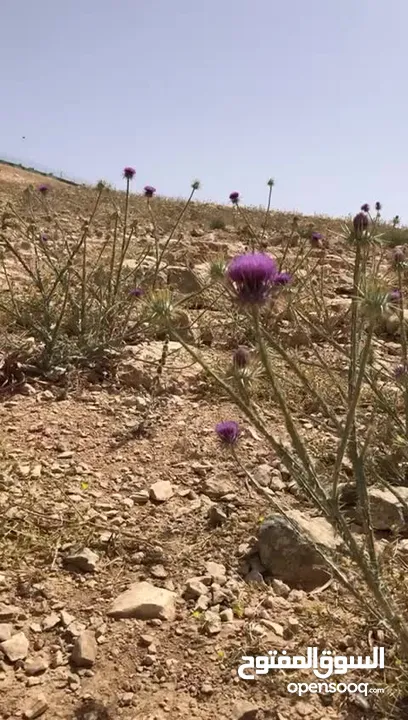 ارض مميزة للبيع في جريبا مطلة و مخدومة بالكامل على شارعين و قوشان مستقل