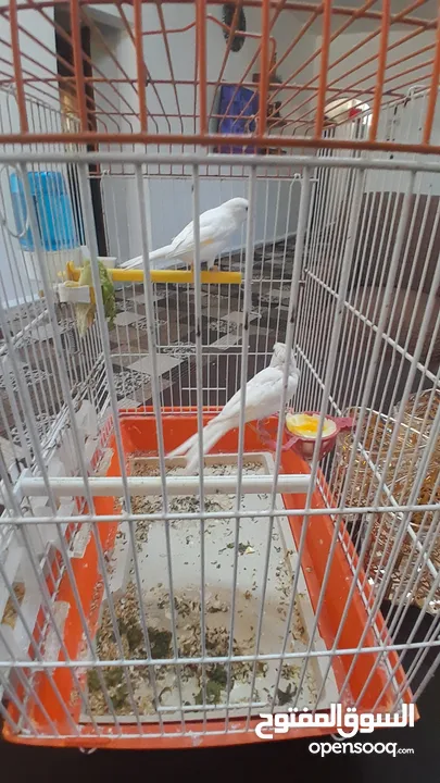 بسم الله تبارك الرحمن جوز كنارات بيض ساده طائره مقمره البيع بدون دردشه على رقم التليفون جاهزات
