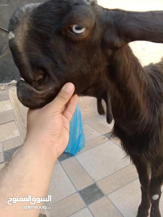 بسم الله ماشاء الله ثلاث عنزات شاميات