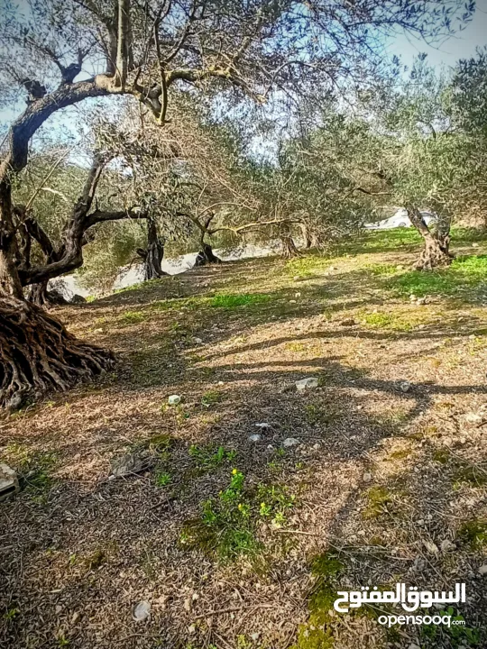 القبة الذهبية اراضي بلعا دير الغصون