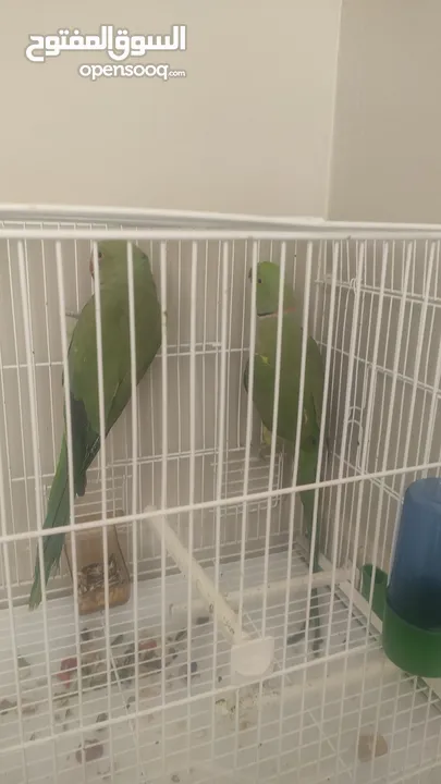 parrots male and female 1 for 150 both for 300