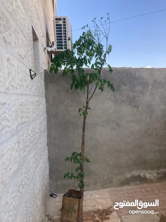 radermachera sinica شجرة  شجرة الثعبان