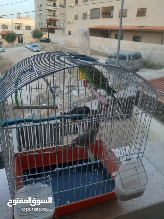 طيور جنة مع طير حب