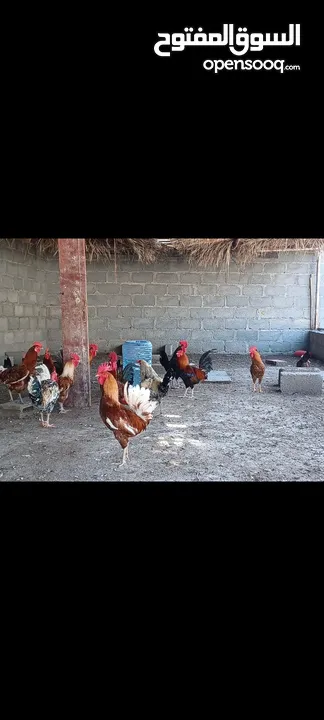 دجاج للبيع