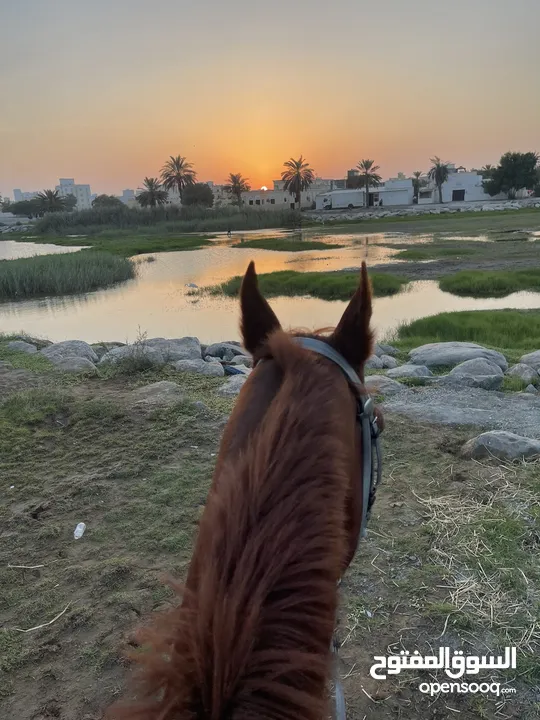 إيواء الخيل Horse shelter بشاطئ السيب بموقع خيالي