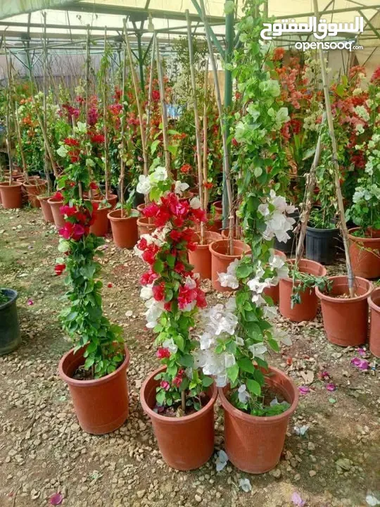 مشاتل الرويال لزراعه ومتابعه الاشجار