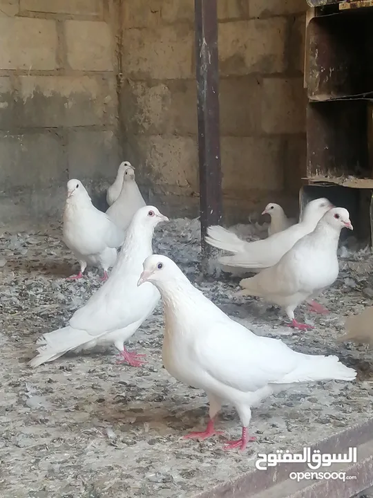 حمام فرنسي بيور نقي السلاله خمس  زواج مع فراخهم  جميع الزواج تحتيهم فراخ