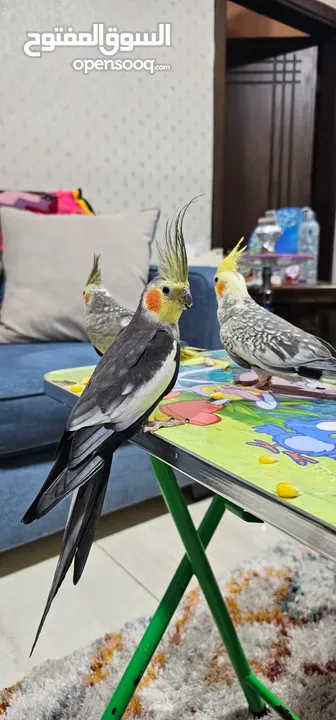 طيور كوكتيل للبيع cockatiel birds ذكر و 2 إناث ( تفقيس منزلي)