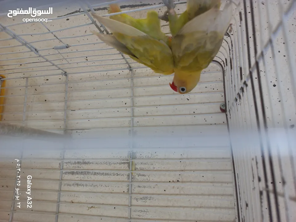 مخاليف فيشر اقرأ الوصف