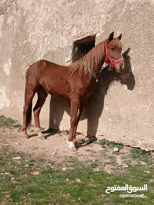 مهره العمر سنه 3شهور بنت غيلان