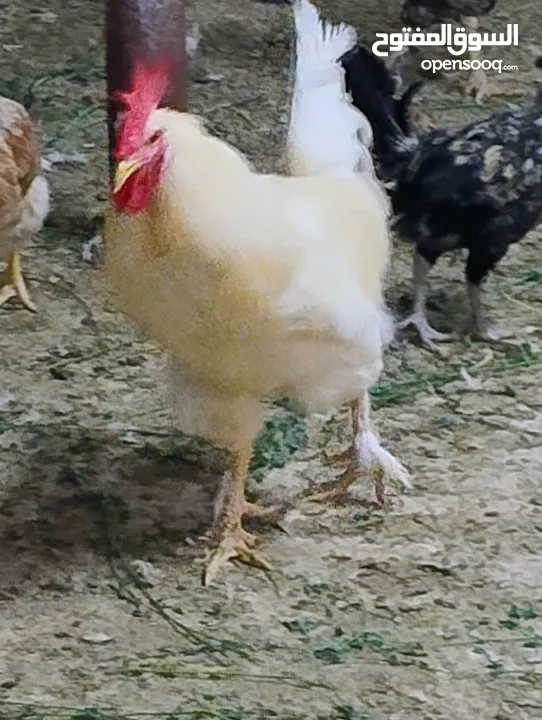 دجاج تهجين عماني فرنسي و كوشن