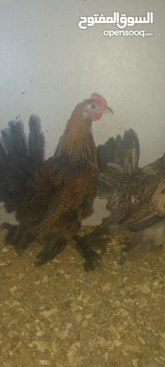 جوز جاج خارصينا نخب اول