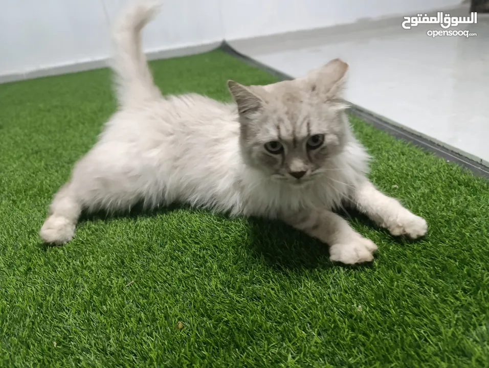 قط شيرازي سبيري