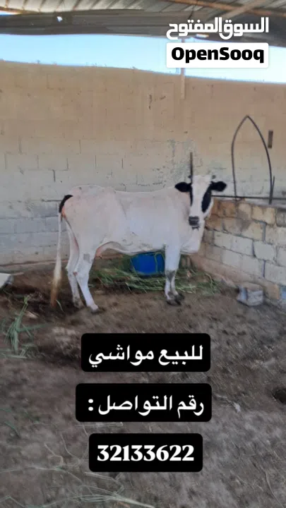 للبيع مجموعة حيوانات ومواشي