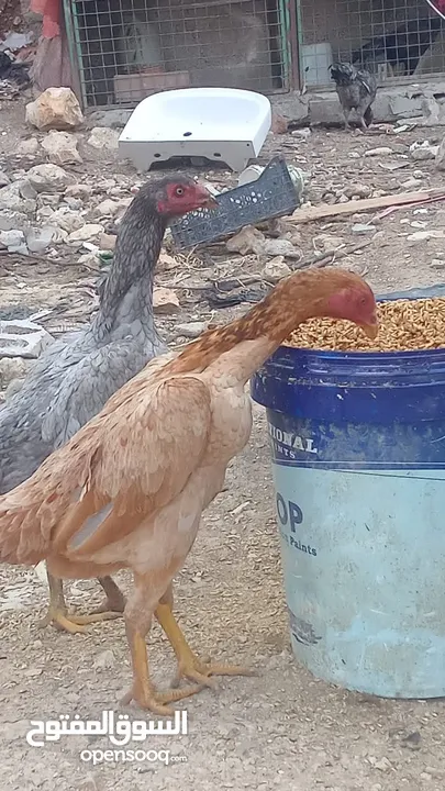 متاح بيض باكستاني خط اول..