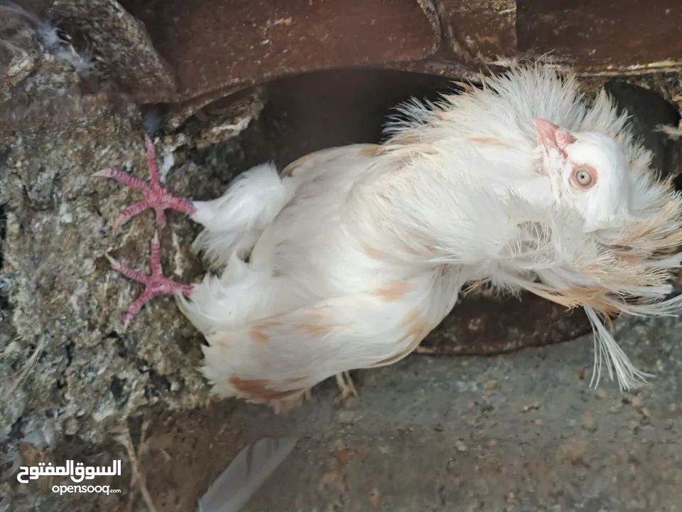 ذكر جكمون شغال