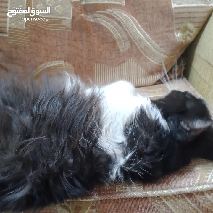 قطه ذكر نوع بيرشن اليف ترب