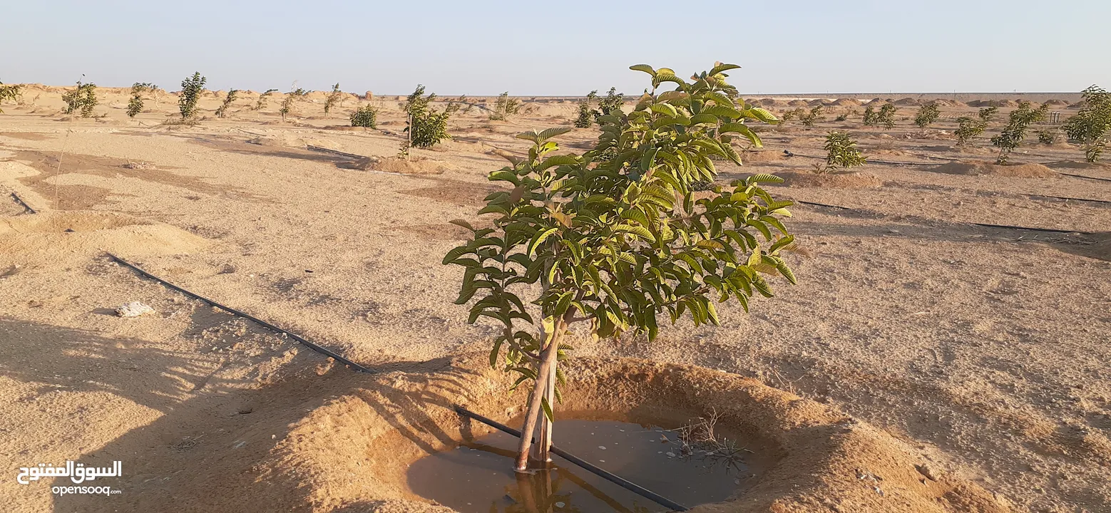 شركة فرست واي تعلن عن ارض زراعية للبيع