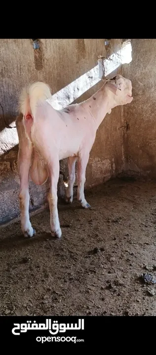 جدي شامي ابيض ابرص توب ثني حبتين على كل جال وثلث معزا مراح توب التوب مقنوي