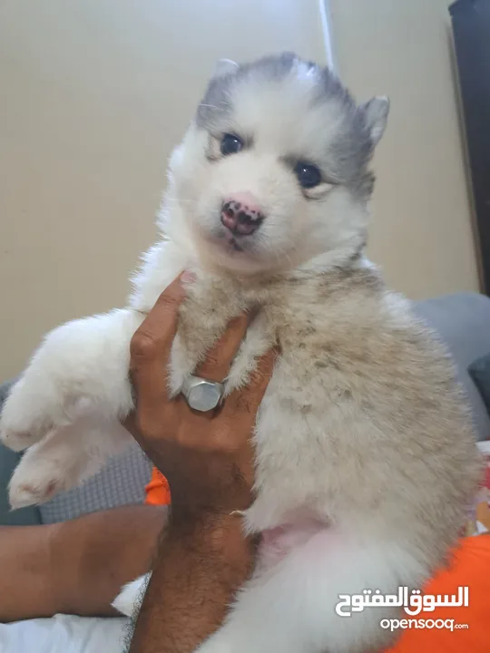 husky puppies available 1 months old