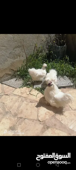 دجاج للبيع