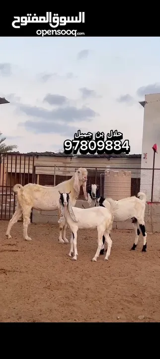 فحل حجازي الحجم السوبر الكبير الضخم ومعه شاه وبنتها