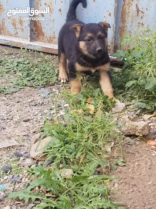 عرطه جرا جرمن اصل بلاك فيس