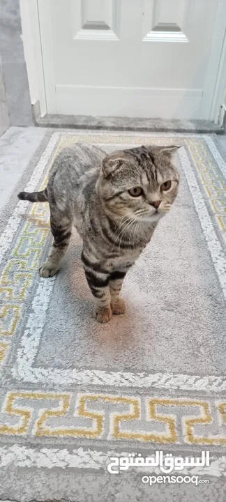 زوج قطط للتبني scottish fold في ابوظبي