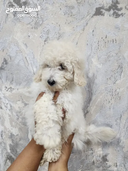 MiNi Poodle Male Puppy