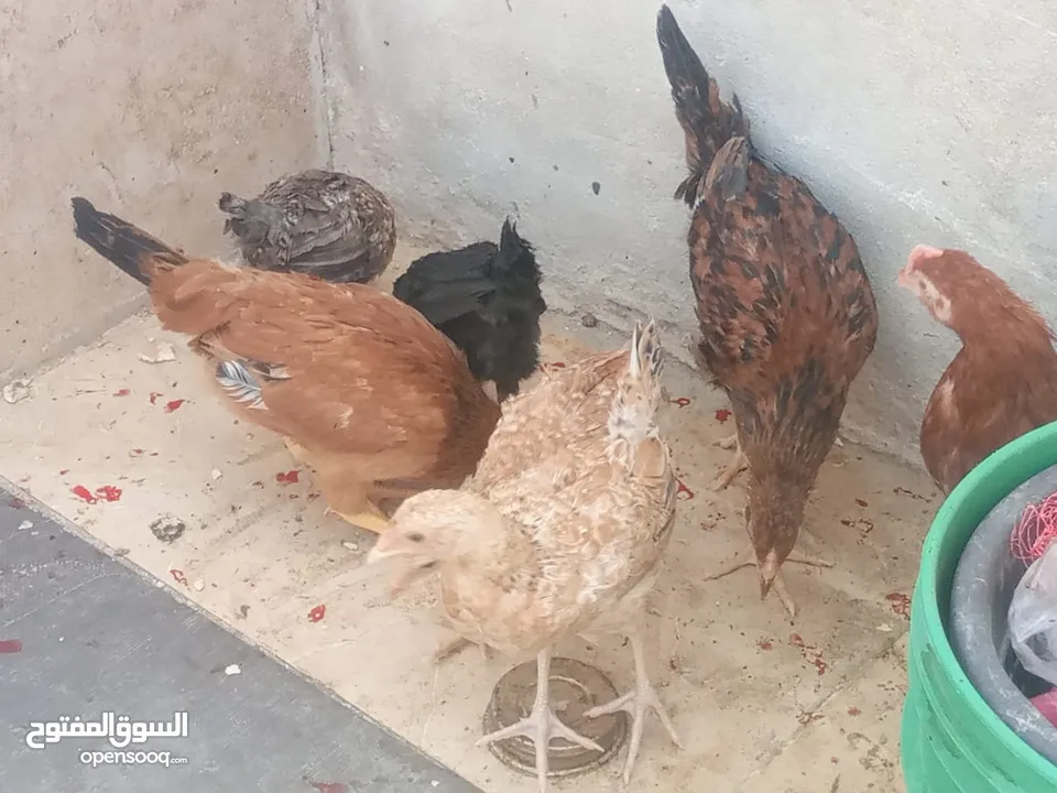 فراخ دجاج عدد 13 للبيع