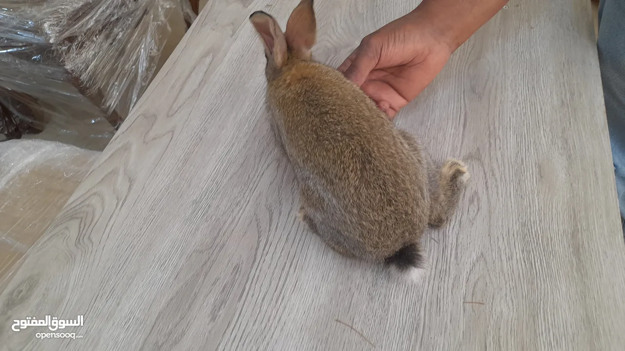 أرانب عدد 2