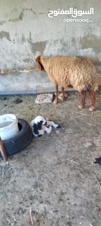 نعجه للبيع وراها عابوك عمان جاوا