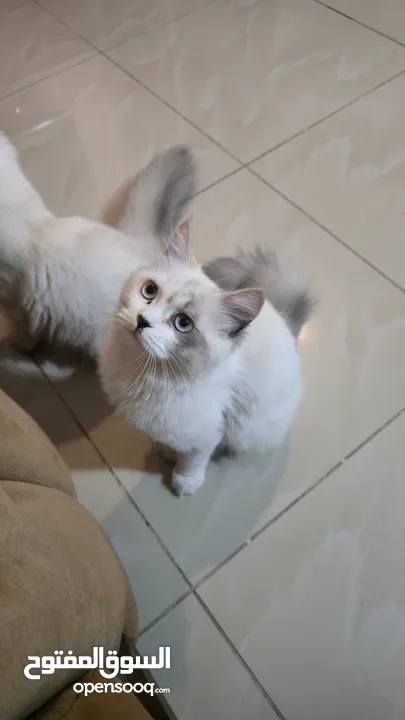 قطه هملايا انثى للبيع عمر ثلاث شهور  أكثير لعوبه حنونه مسليه نظيف جدا متعوده على البوكس مدربه