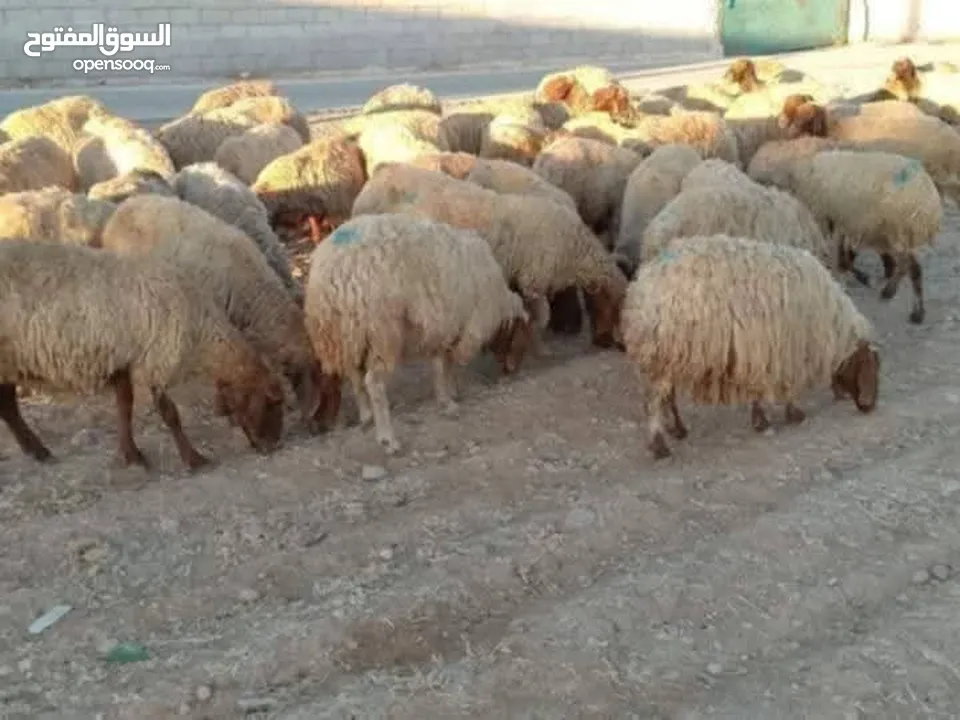 اضاحي العيد