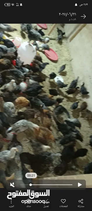صيصان بلدي للبيع عدد 150  يأكلن العمر شهرين  نضافه وصحة ما شاءالله