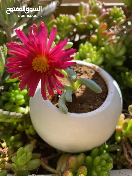 توزيعات هدايا