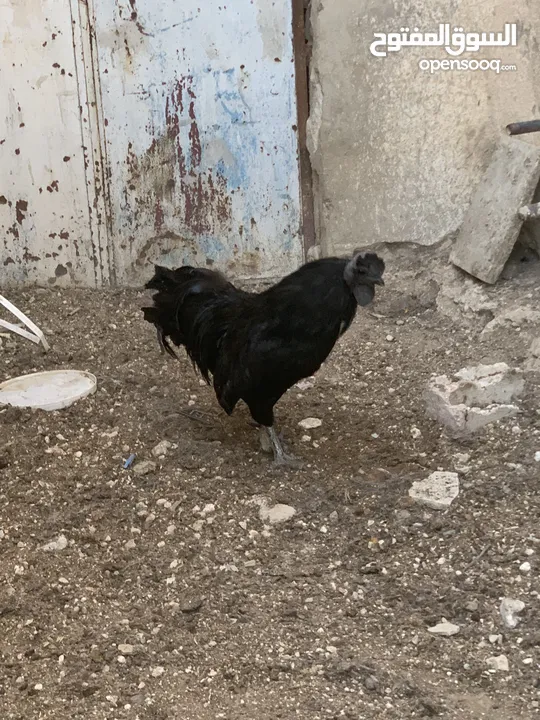 ديوك لمبرجيني و صيصان صحة و نظافة  بلدي للبيع