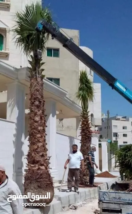 نخل مثمر جميع الارتفاعات