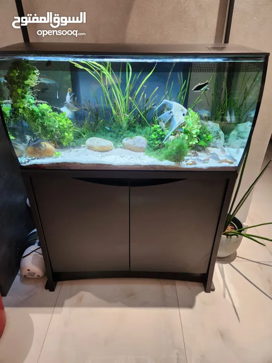 Fluval Flex 123 Litres Freshwater Aquarium. حوض سمك كامل مع كل اغراضه
