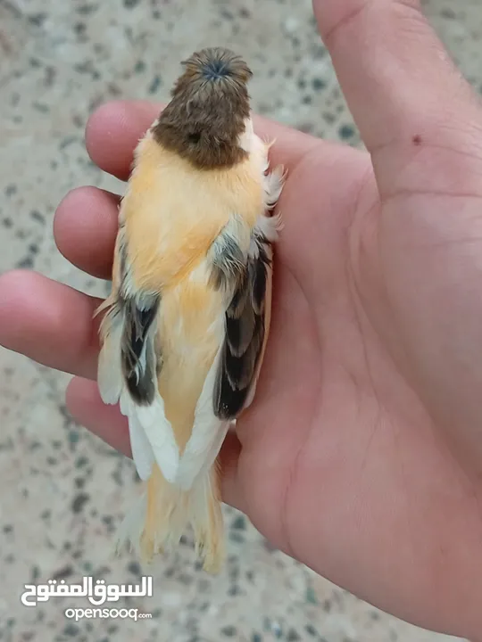 اقرى الوصف