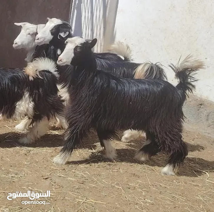 بكار جباليات من حلال الرحوب ع 57 ف الرأس بالجمله وتنقي ع 67 سمان ما شاء الله عليهن