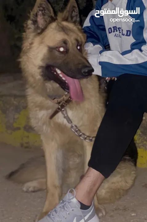 كلب جيرمان بيور العمر سنة و شهرين ذكر شرس