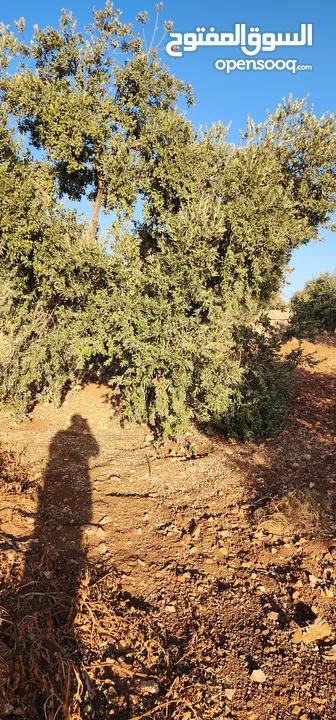 جرش جبا  مقابل ثغرة عصفور