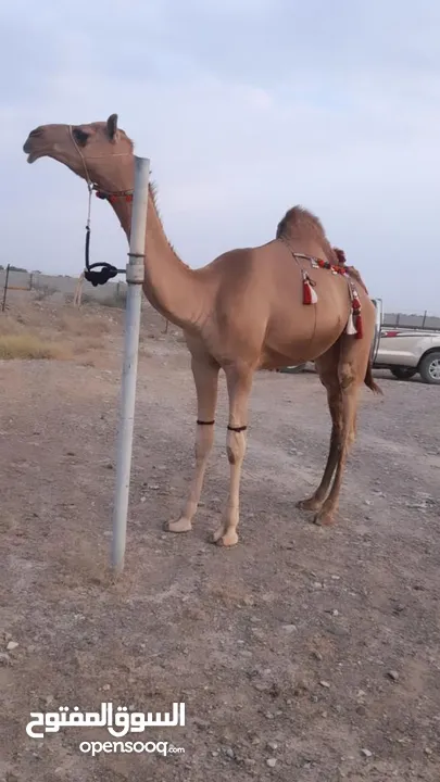 ابوها ود شهبار بعير عبدالعزيز السعيدي وامها سمحه من سمحات لبداه  وابو امها ود سمحه