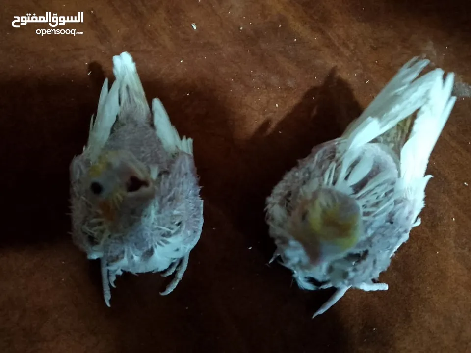 مجموعة طيور جواز كلها شغاله أن شاء الله