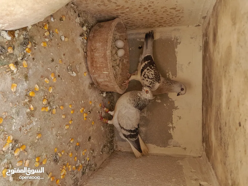 طيور حمام للبيع