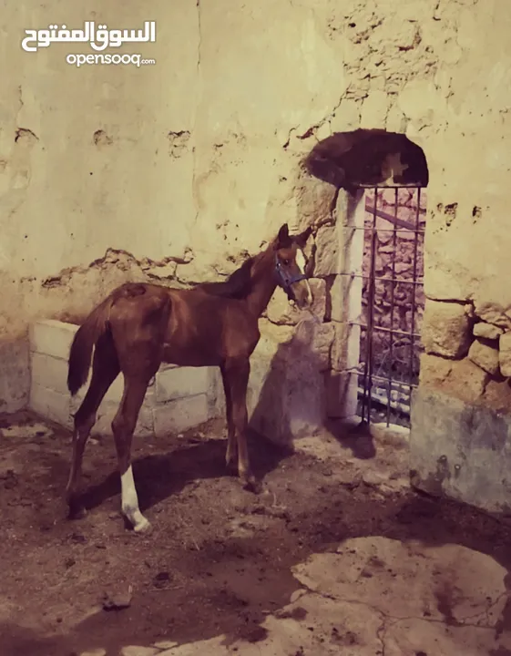 خيل عربيه للبيع