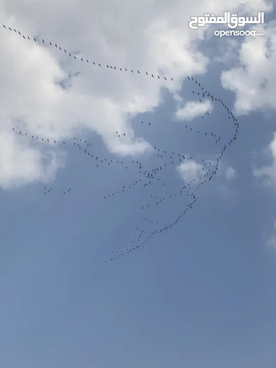 شقة سعر حرق من الآخر محدود لحق حالك